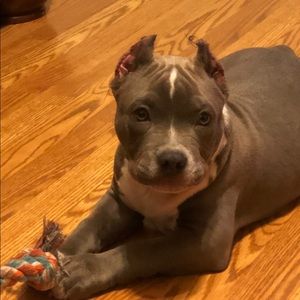 Meet your Posher, Anton